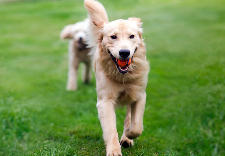 Exceptional Carefor Every Dog
			
				
				
				
				
				Better K9 is Riverside County’s veterinarian-recommended pet resort for dog boarding. Why? For our 24/7 supervision, safe dog daycare, fabulous bathing & spa services, and award-winning dog training. Both our Riverside and Corona resorts are located on over an acre of beautiful land for dogs to run, play, and live large. Fun, friends, and tail wags await!
			
			
				
				
				
				
			
				
				
			
				
				
				
				
				
				
				
				
				
				
				
				
			
			
				
				
			
				
				
				
				
				
				
				
				
				
				
				
				
				
				
				
				
				
				Exceptional Carefor Every Dog
			
				
				
				
				
				Better K9 is Riverside County’s veterinarian-recommended pet resort for overnight care. Why? For our 24/7 supervision, safe dog daycare, fabulous bathing & spa services, and award-winning training. Both our Riverside and Corona resorts are located on over an acre of beautiful land for dogs to run, play, and live large. Fun, friends, and tail wags await!
			
			
				
				
				
				
			
				
				
			
				
				
				
				
				
				
				
				
				
				
				
				
				
				
				
				
				
				
			
				
				
				
				
				All Military & First Responders receive 15% off Boarding and select Training programs.
Group Training does not qualify. 
			
				
				
				
				
				
				Click Here to Start Your Reservation

			
				
			
				
				
				
				
			
				
				
			
				
				
				
				
				
				
				
				
				
				
				
				
				
				
				
				
				
				
			
				
				
				
				
				Dog Boarding
			
				
				
				
				
				Our climate-controlled overnight accommodations are clean, comfy, and attended by staff around the clock. Each furry guest enjoys personalized care, lots of attention, and the quality amenities they deserve. All dogs have a wonderful home-away-from-home experience at Better K9!
			
				LEARN MORE
			
			
				
				
				
				
				
				
				
				
				
				
			
				
				
				
				
				Dog Daycare
			
				
				
				
				
				There’s no shortage of fun at Better K9. Our fully supervised dog daycare provides the entertainment and exercise dogs crave. Multiple daycare programs mean dogs of all social preferences can enjoy a great day out!
			
				LEARN MORE
			
			
				
				
				
				
				
				
				
				
				
				
			
				
				
				
				
				Dog Bathing & Spa
			
				
				
				
				
				What’s sweeter than cuddling a clean, fluffy dog? Let the talented spa team at Better K9 help your dog look and feel their best. Visit us for bath packages, nail trims, special spa treatments, and more—or add it on to your dog’s stay!
			
				LEARN MORE
			
			
				
				
				
				
				
				
				
				
				
				
			
				
				
				
				
				Expert Dog Training
			
				
				
				
				
				Bringing out the best in dogs is our passion. We offer a variety of proven, expert training options to suit your family’s needs, including board & train, in-home lessons, group classes, puppy training, and more. Call us to see how we can help.
			
				LEARN MORE
			
			
				
				
				
				
			
				
				
				
				
				
				
				LEARN MORE
			
			
				
				
				
				
				
				LEARN MORE
			
			
				
				
				
				
				
				LEARN MORE
			
			
				
				
				
				
				
				LEARN MORE
			
			
				
				
				
				
			
				
				
			
				
				
				
				
				
				
				
				
				
				
				
				
				
				
				
				
				
				
			
			
				
				
				
				
				
				
				
				
				
				Now accepting All Pet Card!
			
				
				
				
				
				We now accept the All Pet Card so you can say yes to the care, training, or boarding your pet deserves — and pay over time.
Subject to credit approval. Prequalify with no impact to your credit.
			
				PREQUALIFY NOW
			
			
				
				
				
				
			
				
				
			
				
				
				
				
				
				
				
				
				
				
				
				
				
				
				
				
				
				Testimonials
			
				
					
				
				
				
					
						
						
							I love this place. My Weimaraner has a bit of separation anxiety, but he always walks into this place very happy. They saved my day a few times by being able to take my pup in last minute. Prices are also very fair. Staff is always super friendly and committed. I highly recommend this place.
— Andy B, Riverside, CA
							
						
					
				
				
				
				
			
			
				
				
				
					
						
						
							I can’t say enough about Better K9, they have gone above and beyond for my dogs, and they absolutely love being there and are treated so well. If you are looking for a place for your dogs to interact with other dogs and or boarding, this is the place! Thank you Better K9 so much!
– Sherrel F., Corona, CA
							
						
					
				
				
				
				
			
			
				
				
				
					
						
						
							Better K9 takes excellent care of my dog. I wouldn’t consider taking him anywhere else for daycare or overnight care. The staff is awesome!
– Diane M., Corona, CA
							
						
					
				
				
				
				
			
			
				
				
				
					
						
						
							My dog is a new boy! I adopted him at about 1 from a city shelter and he had never level the backyard prior to being surrendered to the city. He had no understanding of a collar or leash. We are now 7 months out since he completed his 21-day training stay and he continues to be as good as the day he came home! Wonderful job!
– Mayra S., Corona, CA
							
						
					
				
				
				
				
			
			
				
				
				
					
						
						
							Our dog LOVES Better K9! Amazing staff! The trainers are life savers with teaching us to manage our very hyper and stubborn puppy! Everyone is so friendly, patient, and kind! There is never a worry with leaving him for daycare or boarding! All we can say is THANK YOU!
– T. G., Riverside, CA
							
						
					
				
				
				
				
			
			
				
				
				
					
						
						
							Better K9 has been a life saver. My 4-yr old dog has been going since she was 5 months and we can’t say “daycare” or she goes crazy! When she was a puppy she was too much for my 85-yr-old-mom so it was a necessity. After she did the 3 week board and train she was fine at home but loves it so much she still goes several times a week. Now our new puppy is going to do the three week training. The staff is amazing and I know they take exceptional care of my fur babies!
– Teri S., Corona, CA
							
						
					
				
				
				
				
			
			
				
				
				
					
						
						
							Vanilla and CeCe were very happy puppies after visiting you! I think they are bored with me as I’m definitely not as much fun as Better K9 Pet Resort! I look forward to visiting you again! Woof, Woof, and many thanks!
– Judy H., Vanilla, and CeeCe
							
						
					
				
				
				
				
			
			
				
				
				
					
						
						
							We highly recommend Better K9! The staff is always very helpful and informative! 
– Gail G.
							
						
					
				
				
				
				
			
			
				
				
				
					
						
						
							I appreciated the report card for my dog when I took him for a first time day care day. I like that they took the time to do a thorough observation of his four hours there. They seemed very caring and professional. I would schedule another play day in the future.
– Lisa T.
							
						
					
				
				
				
				
			
			
				
				
				
					
						
						
							Jack is an amazing trainer. He taught me efficient ways to train my puppies. I am extremely satisfied.
– Tracy F.
							
						
					
				
				
				
				
			
			
				
				
				
					
						
						
							Absolutely love this place. Excellent, patient Trainers. My Basset Hound puppy is now a joy to walk. Effective training for dogs and owner, alike. My puppy also attends their Daycare facility and loves every minute. So glad I found this place!
– Becky P.
							
						
					
				
				
				
				
			
			
				
				
			PreviousNext1234567891011
			
			
				
				
				
				
			
				
				
			
				
				
				
				
				
				
				
				
				
				
				
				
				
				
				
				
				
				About Us
			
			
				
				
				
				
			
				
				
				
				
				
				
				
				
				
				
				About Better K9
			
				
				
				
				
				Better K9 was created by sisters and lifelong pet lovers Audrey and Veronica Selaya. As a Certified Master Trainer, Audrey began Better K9 in 2008 to provide training services to Riverside pet parents. As demand for Audrey’s services expanded into dog boarding and daycare, the sisters evolved Better K9 into a full-service canine resort in 2015. “Everything we do is based on a deep respect and love for dogs, and every dog who visits us is considered part of our family.”
			
			
				
				
				
				
				
				
				
				
				
				
			
			
				
				
				
				
			
				
				
			
				
				
				
				
				
				
				
				
				
				
				
				
				
				
				
				
				
				
			
			
				
				
				
				
			
				
				
				
				
				
				
				
				
				
				
				Follow our Instagram!
			
				
				
				
				
				

	
	

	
		
	
		

	
		

	
		

	
		

	
		

	
		
	

	

			
			Load More