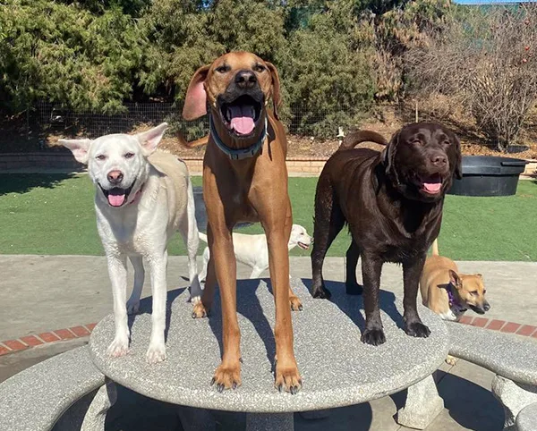 Dogs playing outside at Better K9 Pet Resort, Corona, CA