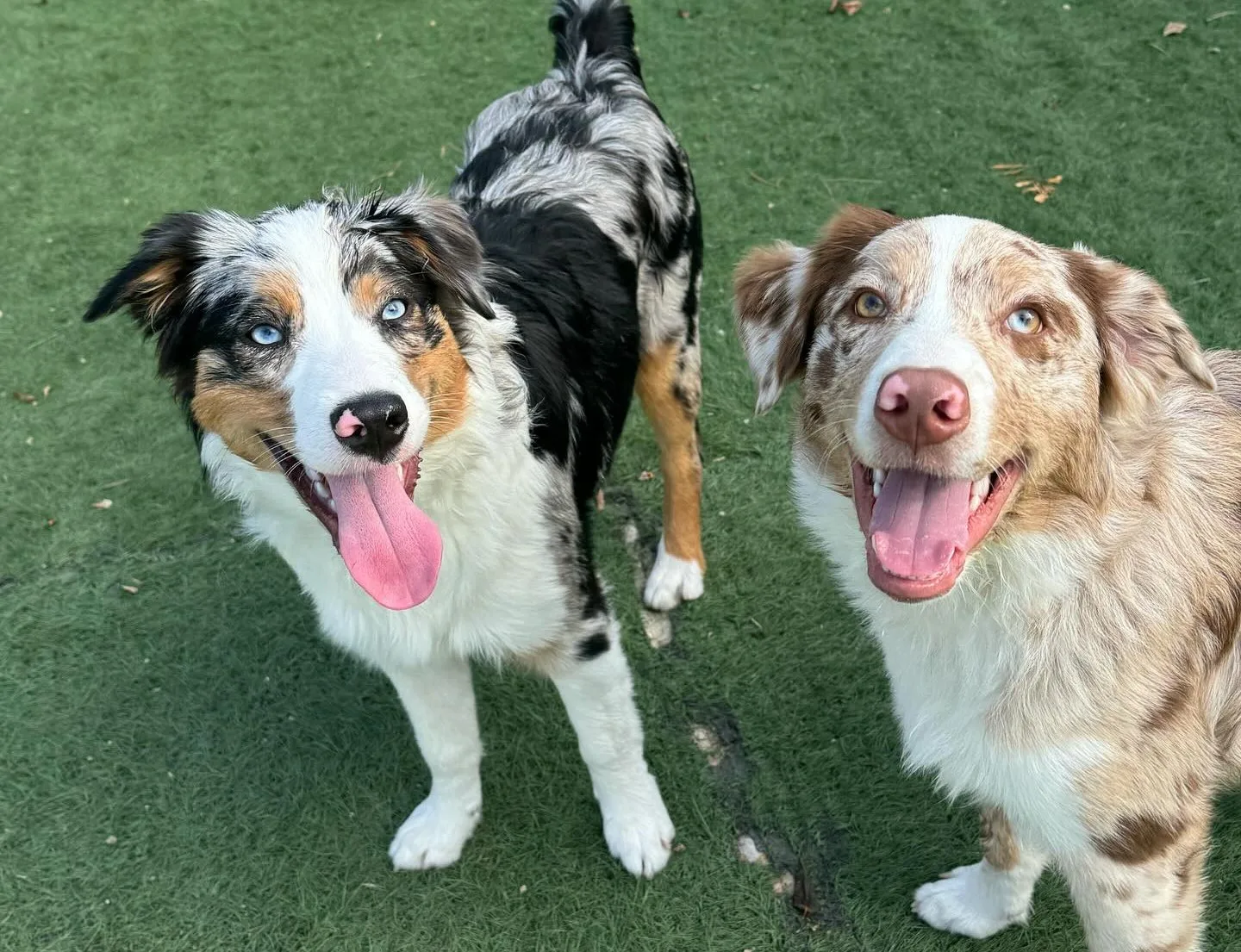Two happy dogs leaping in grass