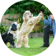 private dog session training