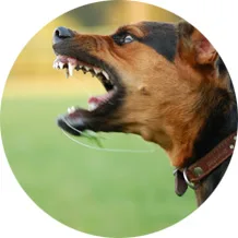 Aggression Rehabilitation