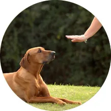 Basic Dog Obedience Training