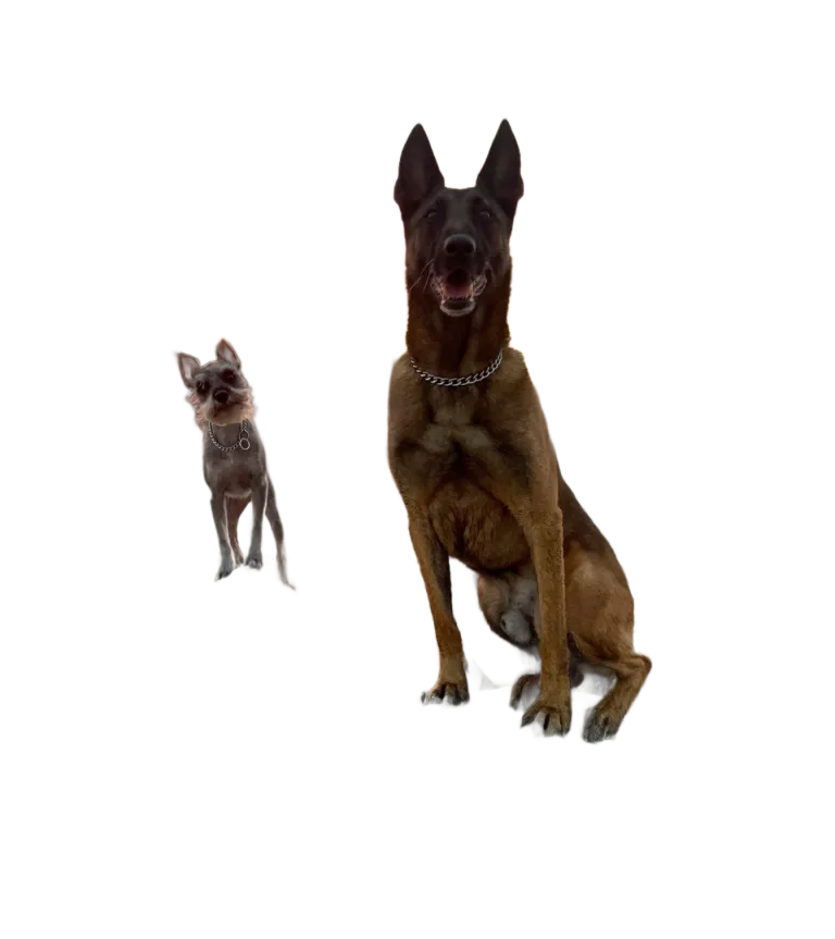 Why Choose All Around K9 Training				
				
				
				
					The Best Dog Training In San Antonio, TX				
				
				
				
																														
				
				
				
									At All Around K9 Training, we understand that every dog and owner is unique, which is why we offer personalized, effective training solutions tailored to your specific needs. Our goal is not just to teach your dog commands, but to enhance the overall relationship between you and your pet, creating a strong foundation of trust, respect, and communication.Our trainers bring years of experience and a deep passion for helping dogs and their owners live harmoniously. We use balanced training techniques that are humane, effective, and based on the latest behavioral science. Whether you’re dealing with a challenging behavioral issue or simply want to improve your dog’s obedience, our methods are designed to work in real-life situations, ensuring lasting results.Choosing All Around K9 Training means you’re investing in more than just obedience—you’re investing in a happier, healthier relationship with your dog. We don’t believe in a one-size-fits-all approach; instead, we focus on understanding your dog’s unique personality and tailoring our training to meet their specific needs. This personalized approach ensures that both you and your dog are set up for long-term success.Moreover, we are committed to ongoing support even after the initial training is complete. We provide follow-up lessons, resources, and guidance to help you maintain the progress made during training. Our mission is to empower you with the skills and confidence to continue building a positive relationship with your dog for years to come.When you choose All Around K9 Training, you’re choosing a partner dedicated to helping you and your dog thrive together.								
				
				
				
									
					
						
						
							
									CONTACT US