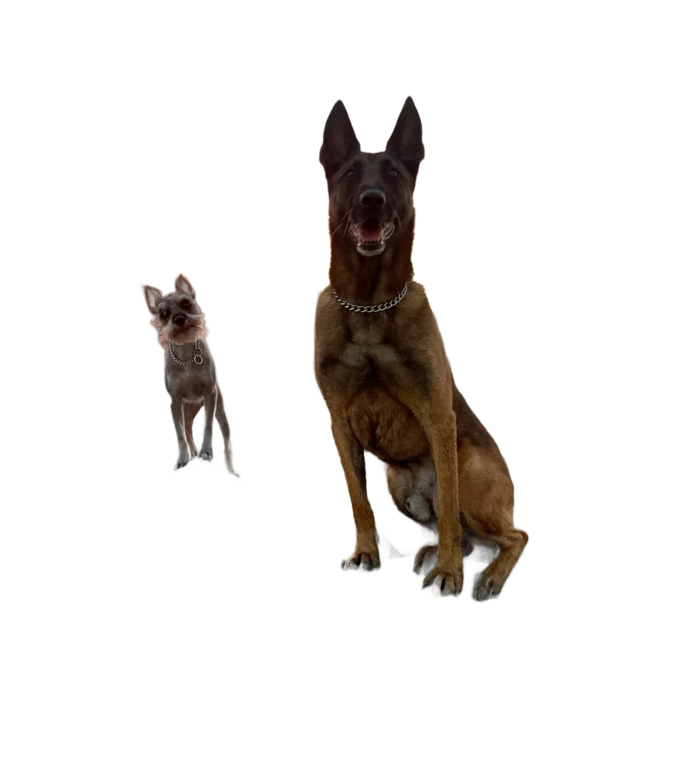Why Choose All Around K9 Training				
				
				
				
					The Best Dog Training In San Antonio, TX				
				
				
				
																														
				
				
				
									At All Around K9 Training, we understand that every dog and owner is unique, which is why we offer personalized, effective training solutions tailored to your specific needs. Our goal is not just to teach your dog commands, but to enhance the overall relationship between you and your pet, creating a strong foundation of trust, respect, and communication.Our trainers bring years of experience and a deep passion for helping dogs and their owners live harmoniously. We use balanced training techniques that are humane, effective, and based on the latest behavioral science. Whether you’re dealing with a challenging behavioral issue or simply want to improve your dog’s obedience, our methods are designed to work in real-life situations, ensuring lasting results.Choosing All Around K9 Training means you’re investing in more than just obedience—you’re investing in a happier, healthier relationship with your dog. We don’t believe in a one-size-fits-all approach; instead, we focus on understanding your dog’s unique personality and tailoring our training to meet their specific needs. This personalized approach ensures that both you and your dog are set up for long-term success.Moreover, we are committed to ongoing support even after the initial training is complete. We provide follow-up lessons, resources, and guidance to help you maintain the progress made during training. Our mission is to empower you with the skills and confidence to continue building a positive relationship with your dog for years to come.When you choose All Around K9 Training, you’re choosing a partner dedicated to helping you and your dog thrive together.								
				
				
				
									
					
						
						
							
									CONTACT US