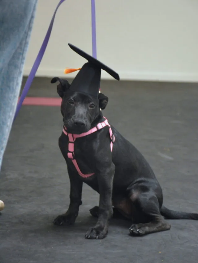 cute dog in training at midtown mutts