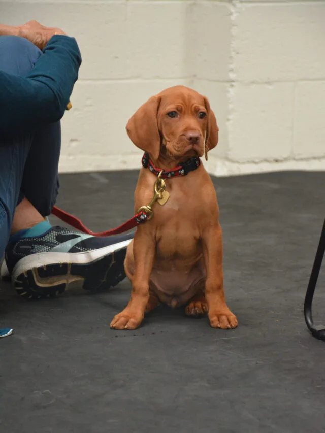 cute dog in training at midtown mutts
