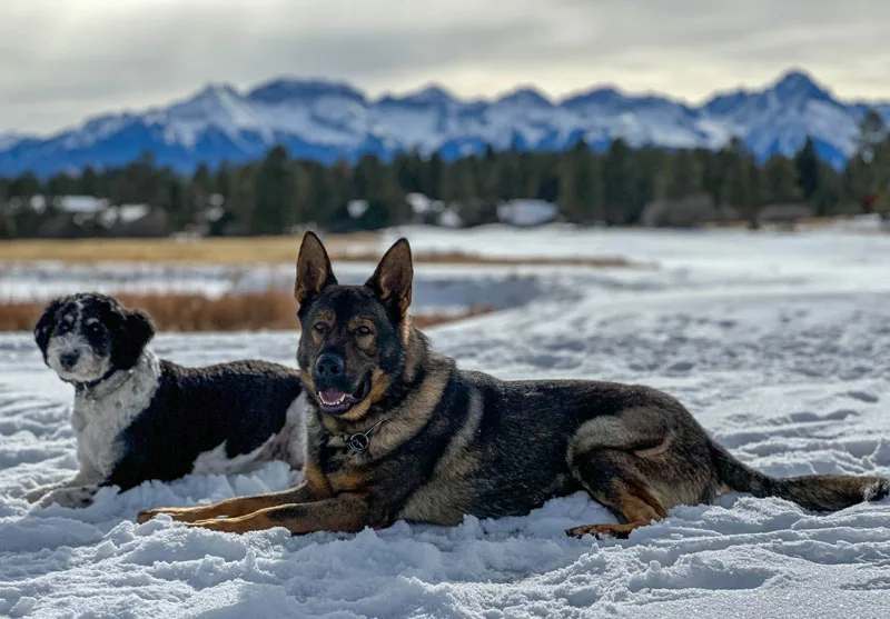 German Shepherd protection dog and family dog lying in the snow.