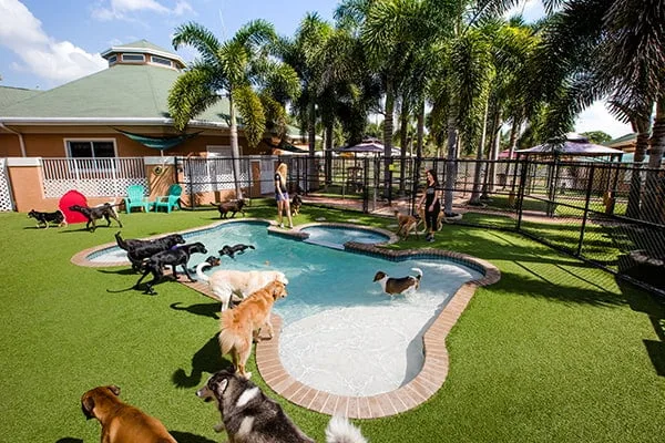 California's Cesar Millan's training camp