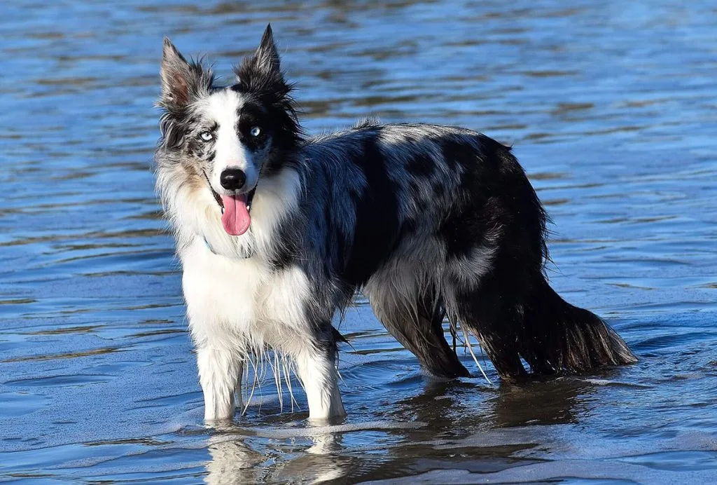 Dog Avid standing in water while panting