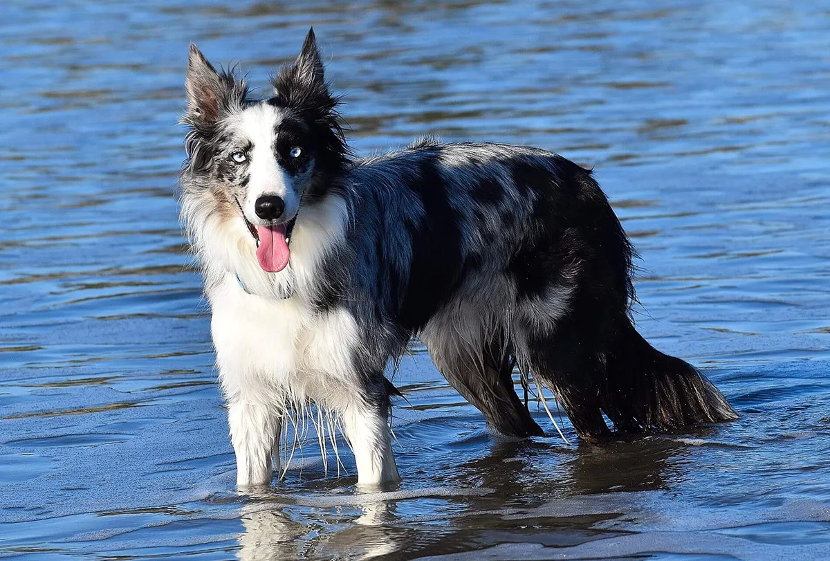 Dog Avid standing in water while panting