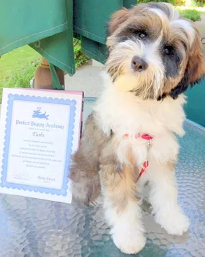A puppy with a perfect puppy academy graduation diploma after completing puppy classes