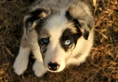 Perfect Puppy Academy puppy looking up