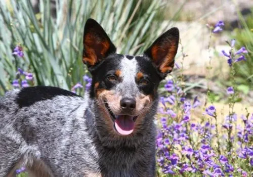 dog Maizey with purple flowers in background