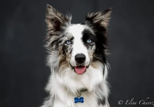 dog portait