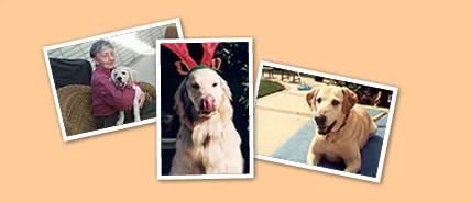 Bob Burrud's Pet Service's — dog training in Santa Ana, CA (3)
