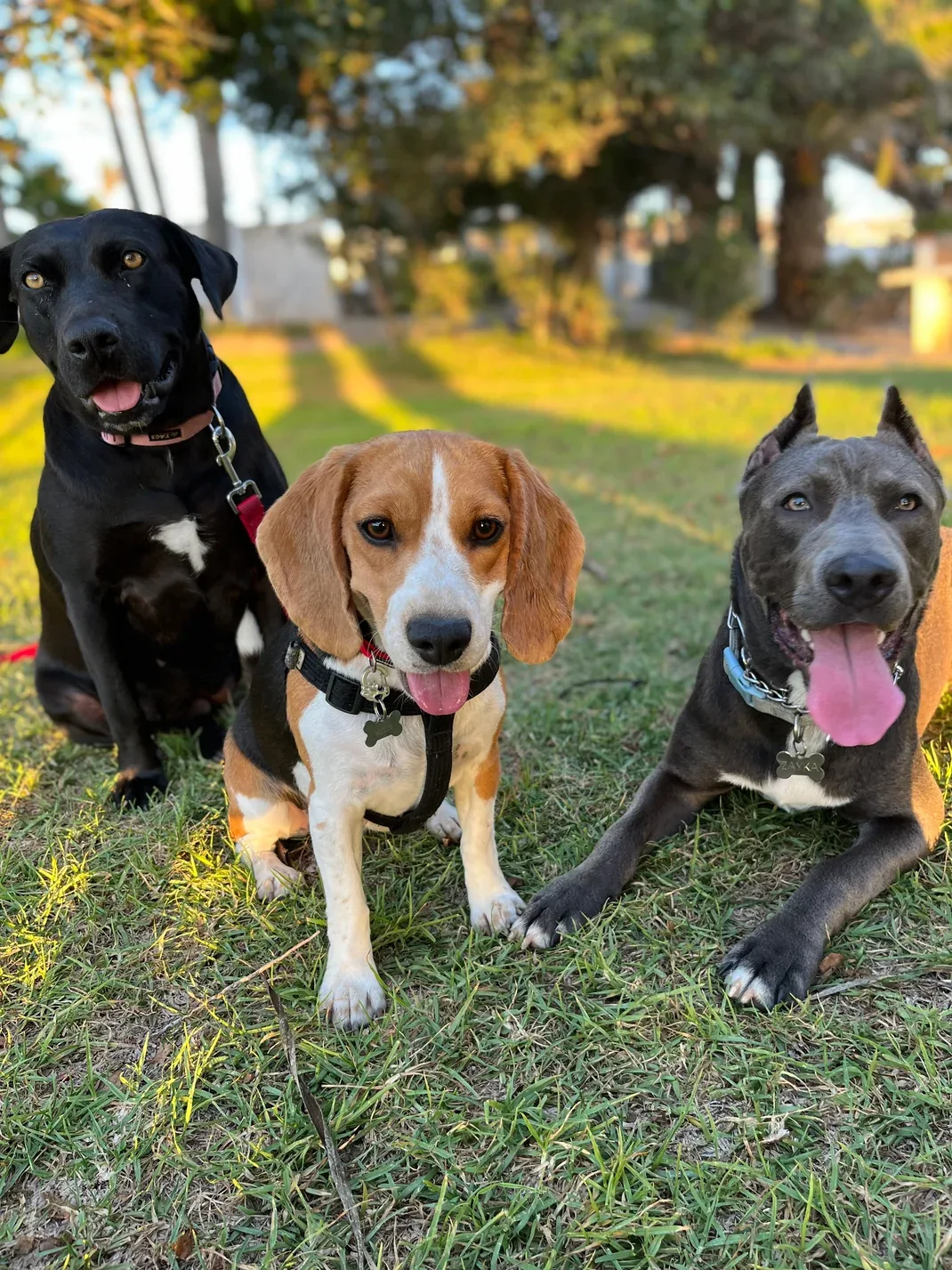 Active Canine Academy — dog training in Riverside, CA (4)