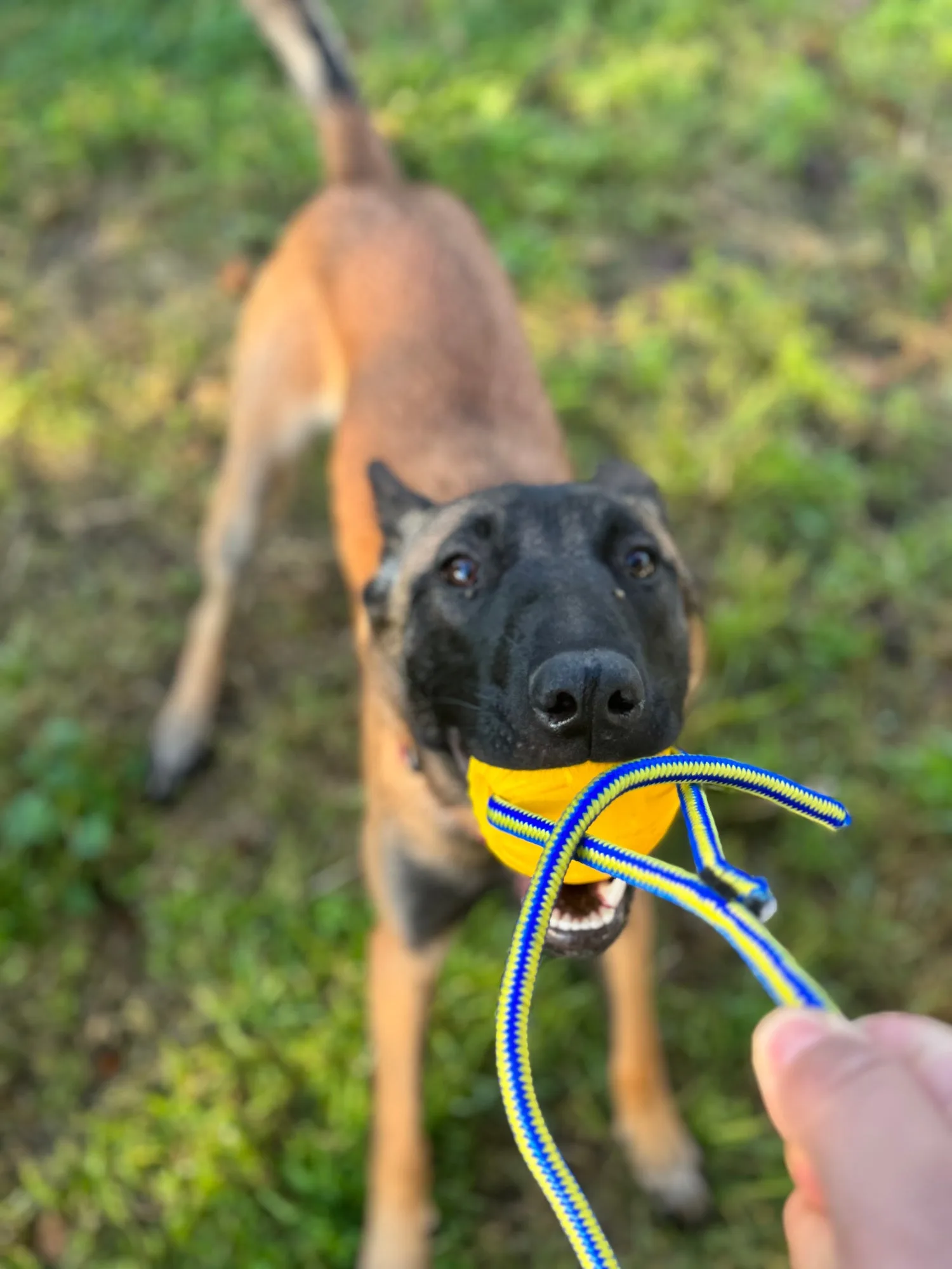 Tug Ball Toys
  


              
            
        
        
          
            Tug Ball Toys