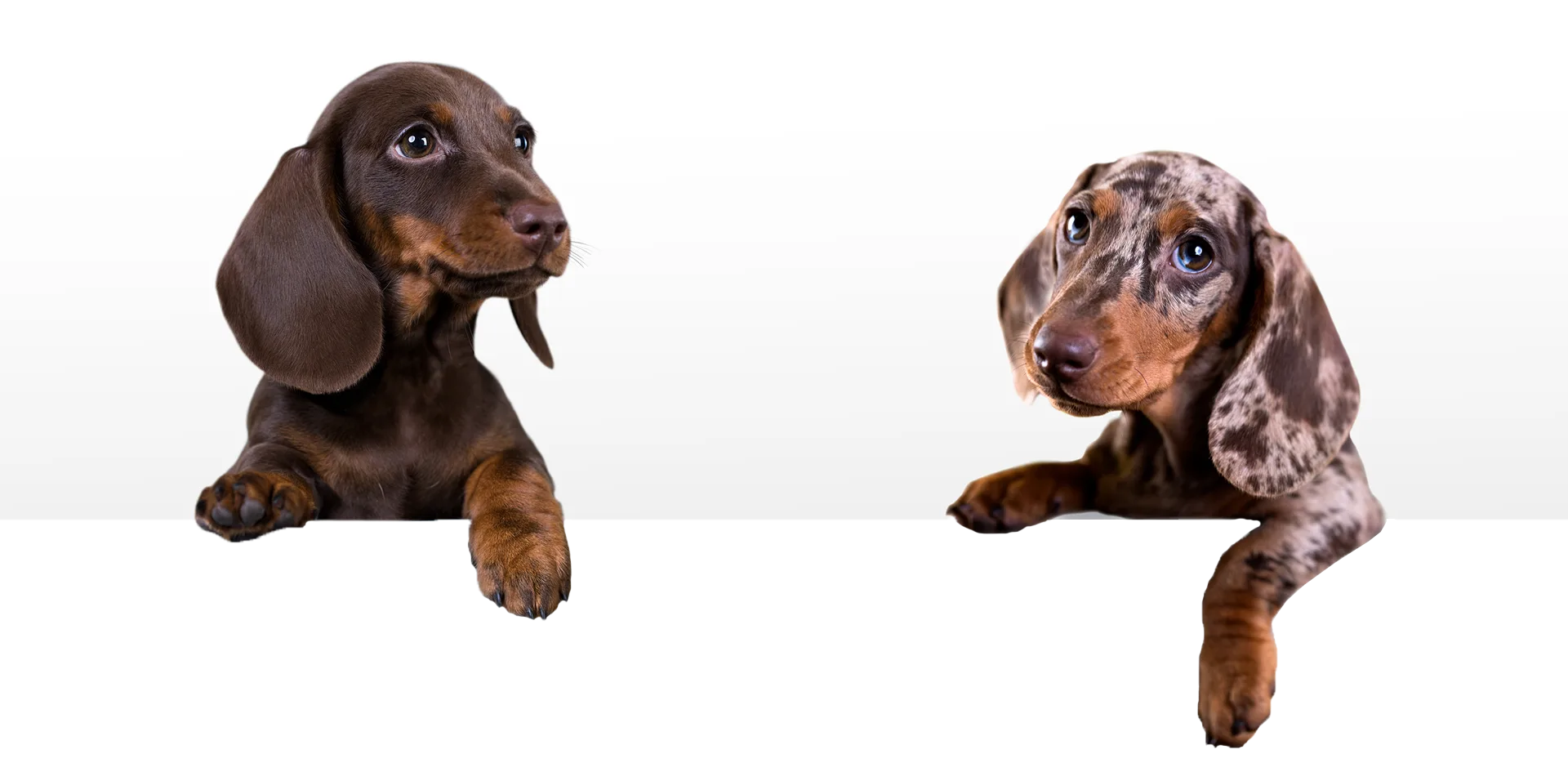Schedule Your Free Consultation Call Today!Let’s Get Started!Performance K9 Training is a boutique dog training and boarding facility located in a country oasis. Our comprehensive training program helps pet parents achieve the perfect pet relationship. Performance K9 Training was founded by David Greene who has represented the United States on four world teams with his dogs, placing third and ninth in the world.
Understanding that each dog has their own unique personality, Performance K9 Training tailors the right “board and train” program to address specific behavioral issues. The most common “wish list” items that pet parents want for their dogs include the following:

   Better house manners
   Control when walking their dog (no more leash pulling)
   Impulse control to address dog aggression
   Recall improvement
   Dog jumping cessation

And more…
Performance K9 Training provides pets with a custom-tailored approach to behavior modification programs to address their specific needs. Following a “board and train” program, Performance K9 Training teaches pet owners the tools they need to build the perfect pet relationship. In addition to training, Performance K9 Training offers boarding for dogs not requiring training with top-shelf accommodations that offer comfort, fun, and safety in mind.
Meet David Greene, our award-winning trainer, and get a glimpse of our new boarding facility!
Our Specialities
BoardingBoarding
Performance K9 Training & Boarding is a boutique facility nestled in a country oasis in San Diego North County. For those most discerning pet parents wanting only the best for their four-legged family members, many are delighted to learn about this unique fully fenced, one-acre property which …
Read More
Aggression RehabilitionAggression Rehabilition
When you have a dog with aggression issues towards other pets and/or people, it can create a very stressful situation. For example, a relaxing walk in the park can quickly take a turn for the worse when leash aggression involving barking, lunging, and snapping begins. When this happens, many pet parents don’t know where …
Read More
Basic Behavior ModificationBasic Behavior Modification
At Performance K9 Training, we believe that most behavioral issues can be resolved with a solid foundation of obedience training. In achieving pet parent satisfaction, our founder, David Greene, crafted a comprehensive 2-week board and train program that addresses common dog challenges …
Read More
Advanced Behavior ModificationAdvanced Behavior Modification
Lasting three or four weeks, the Advanced Behavior Modification Program is also a board and train program. It addresses nearly the same issues as the Basic program, but the training is more polished because the dogs dogs spend more time with our trainers, David or Josh. The following …
Read More
Yappy Puppy ProgramYappy Puppy Program
Because our board and train program is tailored for dogs five months and older,  we created a unique platform named the Yappy Puppy Program. For those wanting a board and train, but their pups are too young to start, our Yappy Puppy Program bridges that gap with two private lessons before the official board and train …
Read More
Having a 'ruff' time with your best pal?Let us help!
Our training experts are here to assist you in all of your pup’s needs from boarding to puppy training to advanced aggression rehabilitation. At PK9, we believe in training pets and pet owners alike in order maximize each graduates’ potential for long-term success! Click below to get started and set up a free consult and tour.
Speak!
eBook Download: How to Choose the Right Dog
Sign up for our newsletter today, and receive a FREE copy of our How to Choose the Right Dog eBook. Inside is valuable information covering the following topics:

Why lifestyle matters when choosing a dog
Take an online breed selector quiz
Understanding the genetics of a breed
Finding a breeder in good standing
Navigating the world of pet adoption