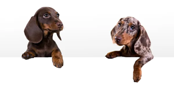 Schedule Your Free Consultation Call Today!Let’s Get Started!Performance K9 Training is a boutique dog training and boarding facility located in a country oasis. Our comprehensive training program helps pet parents achieve the perfect pet relationship. Performance K9 Training was founded by David Greene who has represented the United States on four world teams with his dogs, placing third and ninth in the world.
Understanding that each dog has their own unique personality, Performance K9 Training tailors the right “board and train” program to address specific behavioral issues. The most common “wish list” items that pet parents want for their dogs include the following:

   Better house manners
   Control when walking their dog (no more leash pulling)
   Impulse control to address dog aggression
   Recall improvement
   Dog jumping cessation

And more…
Performance K9 Training provides pets with a custom-tailored approach to behavior modification programs to address their specific needs. Following a “board and train” program, Performance K9 Training teaches pet owners the tools they need to build the perfect pet relationship. In addition to training, Performance K9 Training offers boarding for dogs not requiring training with top-shelf accommodations that offer comfort, fun, and safety in mind.
Meet David Greene, our award-winning trainer, and get a glimpse of our new boarding facility!
Our Specialities
BoardingBoarding
Performance K9 Training & Boarding is a boutique facility nestled in a country oasis in San Diego North County. For those most discerning pet parents wanting only the best for their four-legged family members, many are delighted to learn about this unique fully fenced, one-acre property which …
Read More
Aggression RehabilitionAggression Rehabilition
When you have a dog with aggression issues towards other pets and/or people, it can create a very stressful situation. For example, a relaxing walk in the park can quickly take a turn for the worse when leash aggression involving barking, lunging, and snapping begins. When this happens, many pet parents don’t know where …
Read More
Basic Behavior ModificationBasic Behavior Modification
At Performance K9 Training, we believe that most behavioral issues can be resolved with a solid foundation of obedience training. In achieving pet parent satisfaction, our founder, David Greene, crafted a comprehensive 2-week board and train program that addresses common dog challenges …
Read More
Advanced Behavior ModificationAdvanced Behavior Modification
Lasting three or four weeks, the Advanced Behavior Modification Program is also a board and train program. It addresses nearly the same issues as the Basic program, but the training is more polished because the dogs dogs spend more time with our trainers, David or Josh. The following …
Read More
Yappy Puppy ProgramYappy Puppy Program
Because our board and train program is tailored for dogs five months and older,  we created a unique platform named the Yappy Puppy Program. For those wanting a board and train, but their pups are too young to start, our Yappy Puppy Program bridges that gap with two private lessons before the official board and train …
Read More
Having a 'ruff' time with your best pal?Let us help!
Our training experts are here to assist you in all of your pup’s needs from boarding to puppy training to advanced aggression rehabilitation. At PK9, we believe in training pets and pet owners alike in order maximize each graduates’ potential for long-term success! Click below to get started and set up a free consult and tour.
Speak!
eBook Download: How to Choose the Right Dog
Sign up for our newsletter today, and receive a FREE copy of our How to Choose the Right Dog eBook. Inside is valuable information covering the following topics:

Why lifestyle matters when choosing a dog
Take an online breed selector quiz
Understanding the genetics of a breed
Finding a breeder in good standing
Navigating the world of pet adoption