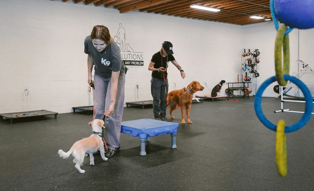 Book a Free ConsultationVoted Best Dog Trainer inSanta BarbaraAt K-Nine Solutions, we’re dedicated to helping you strengthen your bond with your dog.Welcome to K-Nine!ABOUT USCalm Dogs and Confident Owners. Real Training for Real Life.OUR MISSIONWe're a group of dedicated and experienced trainers who believe in continuous growth as a team and as individuals. We strive to empower you with personalized, balanced, and humane training to create a harmonious relationship that lasts a lifetime.Learn MoreOUR VISIONAt K9 Nine Solutions, we train you as much as we train your dog — using our proven Train As You Live approach that builds control and confidence where it actually matters in real-world situations.OUR COMMUNITYVoted Best Dog Trainer in Santa Barbara 9 Years in a RowOUR SERVICESAny dog, any age, any problemPuppiesWe provide the best care and education during your puppy's most formative period.Learn MoreAdult DogsThrough consistent and clear communication, we can create the life we want with our dog.Learn MorePack WalksOur weekly pack walks are a great way to hone your training skills and develop your dog's social awareness.Learn MoreK-Nine Solutions has transformed our 4 year old pup into a confident and well-behaved dog.Lindsey & FrenchieK-Nine CustomersK-Nine Solutions took time to understand both Kaali and I and then specially catered the training program to fit our goals. Thank you!Krista & KaaliK-Nine CustomersThe Knine team is skilled, professional, and warm. I now have a trusted resource for training, boarding, and beyond!Nancy & Louisa VuittonK-Nine CustomersK-Nine Solutions has transformed our 4 year old pup into a confident and well-behaved dog.Lindsey & FrenchieK-Nine CustomersK-Nine Solutions took time to understand both Kaali and I and then specially catered the training program to fit our goals. Thank you!Krista & KaaliK-Nine CustomersThe Knine team is skilled, professional, and warm. I now have a trusted resource for training, boarding, and beyond!Nancy & Louisa VuittonK-Nine CustomersK-Nine Solutions has transformed our 4 year old pup into a confident and well-behaved dog.Lindsey & FrenchieK-Nine CustomersK-Nine Solutions took time to understand both Kaali and I and then specially catered the training program to fit our goals. Thank you!Krista & KaaliK-Nine CustomersThe Knine team is skilled, professional, and warm. I now have a trusted resource for training, boarding, and beyond!Nancy & Louisa VuittonK-Nine CustomersK-Nine Solutions has transformed our 4 year old pup into a confident and well-behaved dog.Lindsey & FrenchieK-Nine CustomersK-Nine Solutions took time to understand both Kaali and I and then specially catered the training program to fit our goals. Thank you!Krista & KaaliK-Nine CustomersThe Knine team is skilled, professional, and warm. I now have a trusted resource for training, boarding, and beyond!Nancy & Louisa VuittonK-Nine CustomersHEALTH & SAFETYYou and your dog’s safety is our priority.Vaccination RequirementsEnsuring that all dogs meet vaccination standards is crucial for protecting their health and others in the training environment.Kennel CoughOur trainers monitor potential kennel cough symptoms closely to prevent any possible spread of illness.Other StepsMaintaining cleanliness helps prevent the spread of illnesses and ensures a healthy space for dogs to learn & interact.Join hundreds of other dog ownersCall us today!DISCOVER MOREAbout UsLearn MoreServicesLearn MoreBookingLearn MoreProudly voted the best dog trainer in Santa Barbara 9 years in a row!Website by © K-Nine Solutions 2026, All Rights ReservedPrivacy PolicyTerms of UseCall Us To BookVisit UsSite MapHome AboutServicesHealth & SafetyBooking