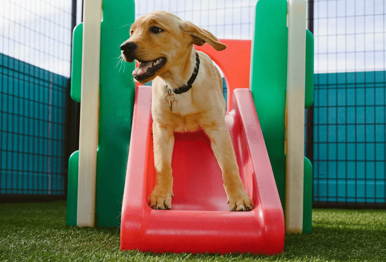 Book a Free ConsultationVoted Best Dog Trainer inSanta BarbaraAt K-Nine Solutions, we’re dedicated to helping you strengthen your bond with your dog.Welcome to K-Nine!ABOUT USCalm Dogs and Confident Owners. Real Training for Real Life.OUR MISSIONWe're a group of dedicated and experienced trainers who believe in continuous growth as a team and as individuals. We strive to empower you with personalized, balanced, and humane training to create a harmonious relationship that lasts a lifetime.Learn MoreOUR VISIONAt K9 Nine Solutions, we train you as much as we train your dog — using our proven Train As You Live approach that builds control and confidence where it actually matters in real-world situations.OUR COMMUNITYVoted Best Dog Trainer in Santa Barbara 9 Years in a RowOUR SERVICESAny dog, any age, any problemPuppiesWe provide the best care and education during your puppy's most formative period.Learn MoreAdult DogsThrough consistent and clear communication, we can create the life we want with our dog.Learn MorePack WalksOur weekly pack walks are a great way to hone your training skills and develop your dog's social awareness.Learn MoreK-Nine Solutions has transformed our 4 year old pup into a confident and well-behaved dog.Lindsey & FrenchieK-Nine CustomersK-Nine Solutions took time to understand both Kaali and I and then specially catered the training program to fit our goals. Thank you!Krista & KaaliK-Nine CustomersThe Knine team is skilled, professional, and warm. I now have a trusted resource for training, boarding, and beyond!Nancy & Louisa VuittonK-Nine CustomersK-Nine Solutions has transformed our 4 year old pup into a confident and well-behaved dog.Lindsey & FrenchieK-Nine CustomersK-Nine Solutions took time to understand both Kaali and I and then specially catered the training program to fit our goals. Thank you!Krista & KaaliK-Nine CustomersThe Knine team is skilled, professional, and warm. I now have a trusted resource for training, boarding, and beyond!Nancy & Louisa VuittonK-Nine CustomersK-Nine Solutions has transformed our 4 year old pup into a confident and well-behaved dog.Lindsey & FrenchieK-Nine CustomersK-Nine Solutions took time to understand both Kaali and I and then specially catered the training program to fit our goals. Thank you!Krista & KaaliK-Nine CustomersThe Knine team is skilled, professional, and warm. I now have a trusted resource for training, boarding, and beyond!Nancy & Louisa VuittonK-Nine CustomersK-Nine Solutions has transformed our 4 year old pup into a confident and well-behaved dog.Lindsey & FrenchieK-Nine CustomersK-Nine Solutions took time to understand both Kaali and I and then specially catered the training program to fit our goals. Thank you!Krista & KaaliK-Nine CustomersThe Knine team is skilled, professional, and warm. I now have a trusted resource for training, boarding, and beyond!Nancy & Louisa VuittonK-Nine CustomersHEALTH & SAFETYYou and your dog’s safety is our priority.Vaccination RequirementsEnsuring that all dogs meet vaccination standards is crucial for protecting their health and others in the training environment.Kennel CoughOur trainers monitor potential kennel cough symptoms closely to prevent any possible spread of illness.Other StepsMaintaining cleanliness helps prevent the spread of illnesses and ensures a healthy space for dogs to learn & interact.Join hundreds of other dog ownersCall us today!DISCOVER MOREAbout UsLearn MoreServicesLearn MoreBookingLearn MoreProudly voted the best dog trainer in Santa Barbara 9 years in a row!Website by © K-Nine Solutions 2026, All Rights ReservedPrivacy PolicyTerms of UseCall Us To BookVisit UsSite MapHome AboutServicesHealth & SafetyBooking