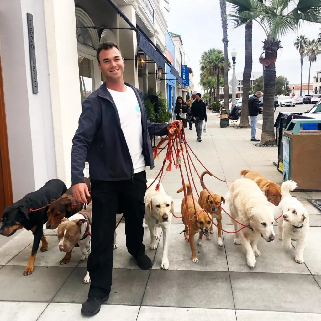 Google Dog Training - Free Zoom Consultation (4)