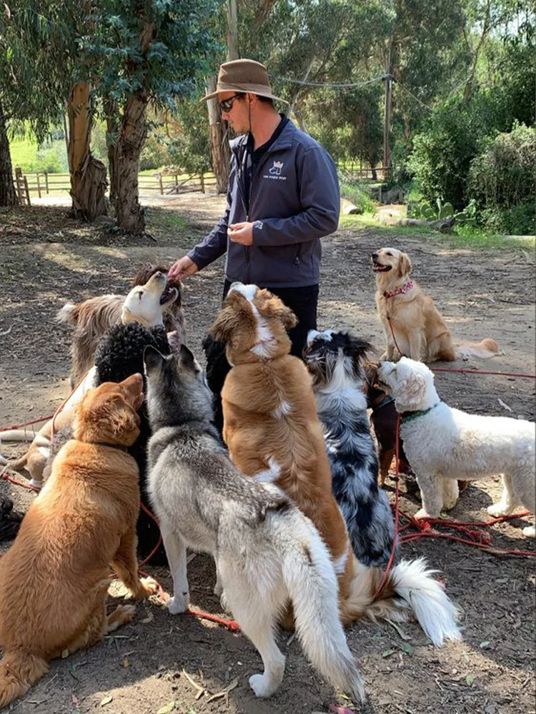 Google Dog Training - Free Zoom Consultation (7)