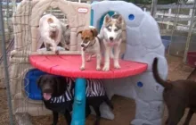 Just Big Furry Kids