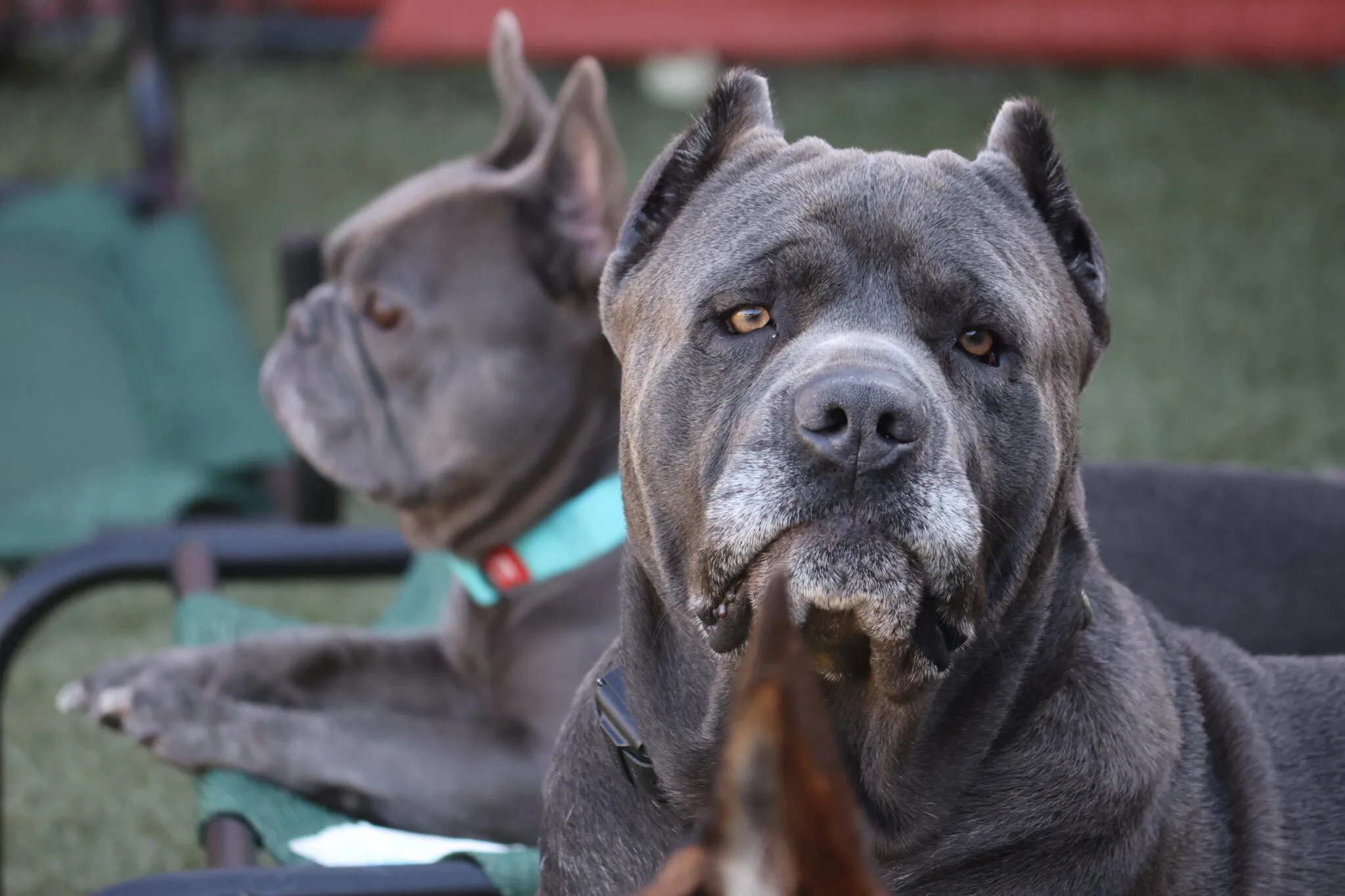 Custom-K9 Bay Area Dog Training & Boarding — dog training in Pacifica, CA (3)