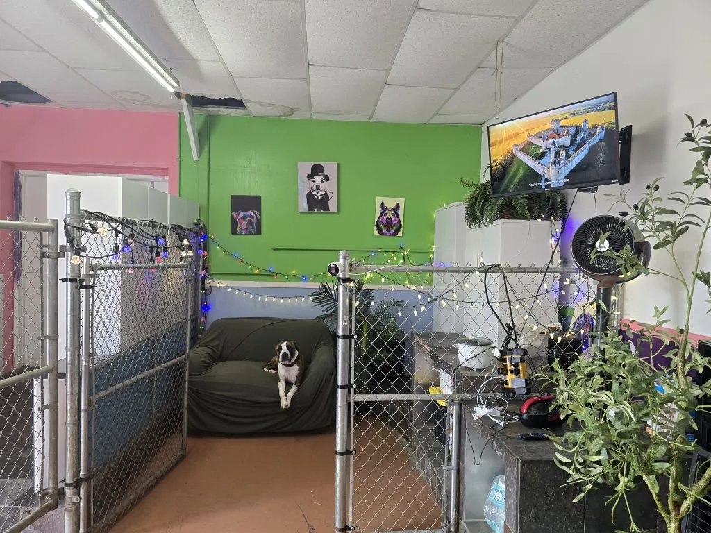 Custom-K9 Bay Area Dog Training & Boarding — dog training in Pacifica, CA (4)