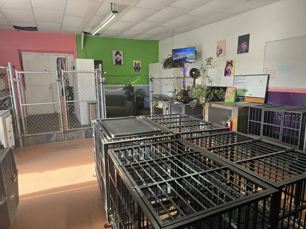 Custom-K9 Bay Area Dog Training & Boarding — dog training in Pacifica, CA (5)