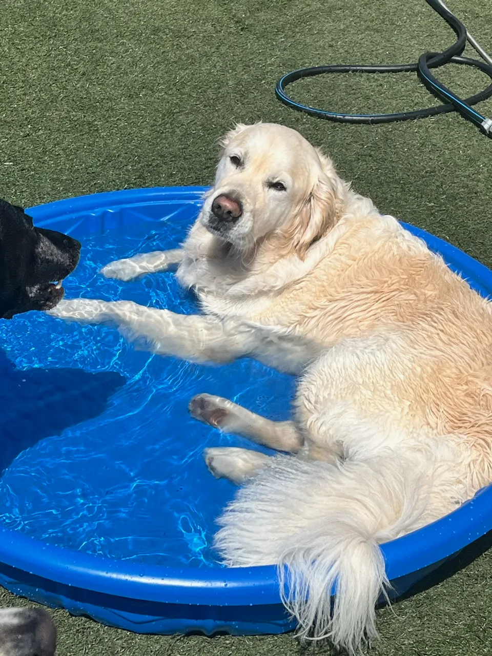 Custom-K9 Bay Area Dog Training & Boarding — dog training in Pacifica, CA (6)