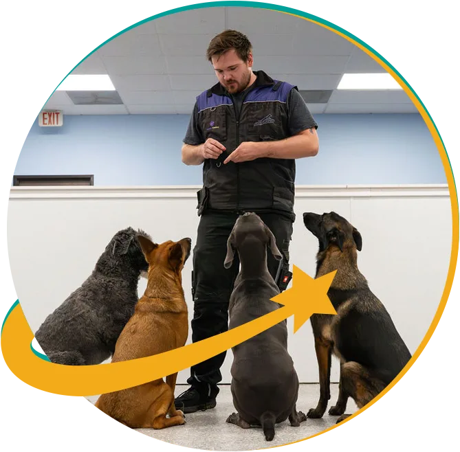 training-dog