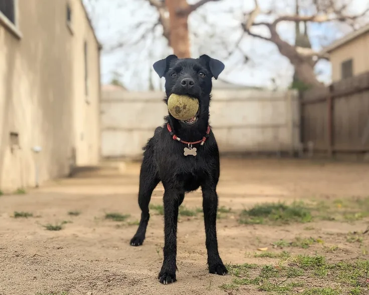 Avid K9 Training — dog training in North Hollywood, CA