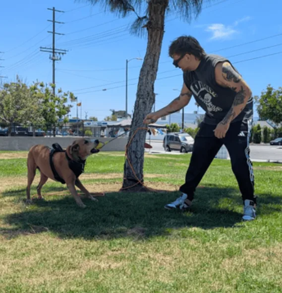 Avid K9 Training — dog training in North Hollywood, CA (2)