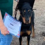 ALAMO DOG OBEDIENCE CLUB TRAINING & EVENT CENTER is open at 8013 New Sulfur Springs Road, 78263 (indoor, a/c) Scroll down to see all our classes & events: Agility, CGC, Basic Manners, Scent Work, Competition Obedience & Fast CAT! Scroll down to see all classes. Contact individual instructors 
Directions.
Upcoming 2026 Events
Fast CAT events at the ADOC Fast CAT track

October 10 - 11, 2026  Premium Link On-line Entry
December 5-6. 2026

2026 EVENTS
Alamo Dog Obedience Club: October 2-4 Premium link
Bexar County Kennel Club: Nov 13-15 Premium link

Alamo Dog Obedience Club Rally trials Dec 4-6, 2027

2027 EVENTS
Alamo Dog Obedience Club Jan 8-10 Premium Link
Alamo Dog Obedience Club March 5-7 Premium Link
All Agility Event premiums for can also be found at: 
Dog & Puppy Obedience Classes

Basic Manners I & II Classes for puppies & adult dogs
Basic Manners I/STAR Puppy/Novice Trick Dog: $180/6 lessons. Friday classes: 9/11, 18, 25, Oct 9, 16, 25 6 Saturday classes: Sept 12, 19, 26, Oct 10, 17, 24 6 Sunday classes: Sept 13, 20, 27, Oct 11, 18, 25
Basic Manners I:

10:30 am Saturday
9:30 am Sunday

Special Note:  If your pup is under a year old, and you'd like to earn the S.T.A.R. Puppy title and ribbon, AKC requires 6 classes total. S.T.A.R. Puppy will work with the basic manners classes to get their certificates!


Basic Manner II/CGC:$180/6 lessons

11:30 am Saturday
12:45 Saturday Agility Foundations (FULL)

Scent Work Sunday with Joni Puckett

Scentwork (on odor) 11:45
Scentwork (Beginner) 12 noon
Scentwork (on order higher) 1:15


Contact Joni at 210-557-1649 or email jonil.puckett@me.com for more information and to reserve your spot in Basic Manners! CLASS SIZE IS LIMITED. We highly recommended to take STAR Puppy class for a future agility puppy or any well behaved pup!
Scroll down to see Competition Obedience classes & Rally Obedience classes!
Alamo Agility Academy

Beginner Agility Classes in the ADOC packed dirt arena

Monday 12:30 pm New Beginner Agility class with Debbie 210-378-4202 alamodogobedienceclub@gmail.com
Monday 9 & 10am Beginner Sequences skills/weave-poles all levels
Tuesday beginner agility at 5:00 pm with Helen Rhodes 210-364-1179
Thursday 8 am Beginner Sequencing/weave poles 210-378-4202
Thursday 12 noon Skills&Drills, Novice Sequencing 210-378-4202
Thursday 5 pm Beginner Agility with Christine Meyers 210-269-5845
(FULL) Sunday Beginner 2 Agility class at 4:15 pm $180/6 classes. 210-378-4202

$140/4 weeks. Please call/contact instructors to check on availability for all agility classes.
Monday Agility text Debbie 210-378-4202

9 am Agility: Beginner Sequencing
10 am Agility: Beginner
11:15 am Advanced Skills

Monday 7 pm Agility coursework with Matt Palmieri alamodogobedienceclub@gmail.com
Tuesday with Helen Rhodes 210-364-1179

5:00 Beginner Agility
6:00 pm Beginner Sequencing
7 pm Advanced Agility Sequencing & Coursework/AKC Agility League

Wednesday with Lana Neukirch 210-844-8554

10 am Masters Coursework/Agility League followed by Advanced scent work at 11:30 am

Wednesday pm Agility with Chris Meyers 210-269-5845

5 pm Beginner Foundations Agility
6 pm Distance Handling
7 pm Intermediate handling & coursework

Thursday Agility $140/4 sessions. email AlamoDogobedienceclub.com or Call/text at 210-378-4202 Please leave a complete message.

8 am Puppy Foundations for Agility
9 am Master Handling/Coursework (FULL)
10:30 am  Masters Handling
Noon Skills/Novice Handling
2 pm New Beginner agility class

Thursday Agility with Chris Meyers 210-269-5845

4 pm Distance/Premier Handling
6 pm Agility Foundations
7 pm Distance & Advanced  Coursework with Chris Meyers

Sunday Agility email AlamoDogObedienceClub@gmail.com

3 pm Advanced course work
4:30 pm Sunday Beginner Foundation 2 Agility class starting (FULL)

Advanced & Masters Agility

Introduce your dog or older puppy to the agility equipment using positive, motivational methods! We focus on safety and enjoyment, allowing each dog to move at his own pace, gaining confidence as he progresses.  All Levels of Agility are offered including sequencing and Masters & Premier Course work! Read more.
Rally & Competition Obedience Classes

RALLY with Joni Puckett. Contact Joni at 210-557-1649 or email jonil.puckett@me.com for more information and to reserve your spot

Friday 11:30 am
Saturday 9 am.

RALLY with Debbie Moore

Tues 9 am Private obedience/rally
Tues 10 am Private obedience/rally
Tues 11:00 am AKC Masters & Excellent Rally $120/4 weeks.

COMPETITION OBEDIENCE with Debbie Moore

Tuesday 1 pm Novice Obedience Class 
Tuesday 2:15 pm Utility/Open Obedience semi-private lessons $30-40
3:30 pm Obedience Run Throughs (by appointment with Debbie 210-378-4202)

What is Rally? In Rally, a dog and their handler move together through a course made up of 12-20 signs.  Each sign displays a skill to perform such as turns or behaviors like sit, down, or stay. The dog and handler work together and should show a sense of teamwork and enthusiasm throughout the course!  All levels of Rally are offered.   Read more.
AKC Fast CAT Events
What is Fast CAT? FAST CAT® – which stands for Coursing Ability Test – is a timed 100-yard dash where dogs run one at a time, chasing a lure. It’s over before you know it — and it’s nothing short of awe-inspiring to watch your dog run at top speed, ears back, eyes focused, legs strong!  Check out the awesome videos on our Facebook page! Premiums & on-line entry at top of page.
Fast CAT Events:

October 10-12, 2026
December 11-12, 2026 
January 2027
March 2027

Fast CAT Practice/Fun Runs- 2 Practice runs/$25 cash at 10:30 am-noon on the Friday before the official event.

October 9, 2026
December 10. 2026
January 2027
March 2027

Message Debbie 201-377-4202 with any question. Enter on-line at the top of the page
Recall practice available on the track to our monthly obedience, rally and agility students at no charge.
It is strongly suggested to attend practice events to help new dogs be successful in an official trial.  Read more.
AKC Scent Work



Scent Work Sunday with Joni Puckett 210-557-1649

Scentwork (on odor) 11:45
Scentwork (Beginner) 12 noon
Scentwork (on order higher)


Advanced Wednesday 10 am, Advanced 11:15 am with Lana Neukirch 210-844-8554

Call/text 210-478-4202 if you are interested in joining our club! Active member in other classes and members who help with our events do get priority to get  training class slots. We need new member to help put in new events like Competition Obedience, Rally & Scent Work!
What is Scent Work (Nose Work)?

Front view of the Alamo Dog Obedience Club Training and Event Center showing the agility & obedience arena, portable restroom/event crating, hospitality house, Fast CAT run.
