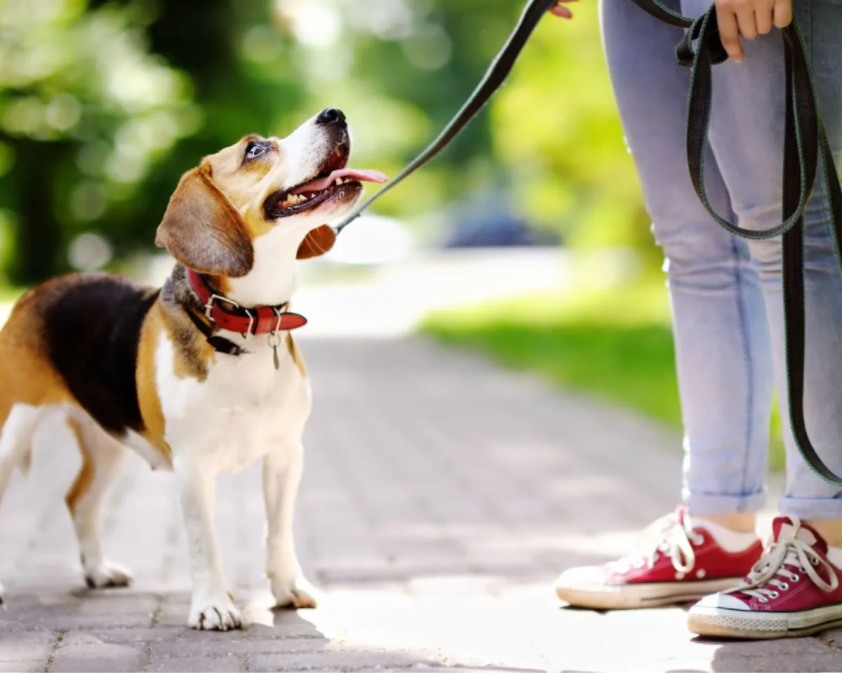 Small dog in park next to person