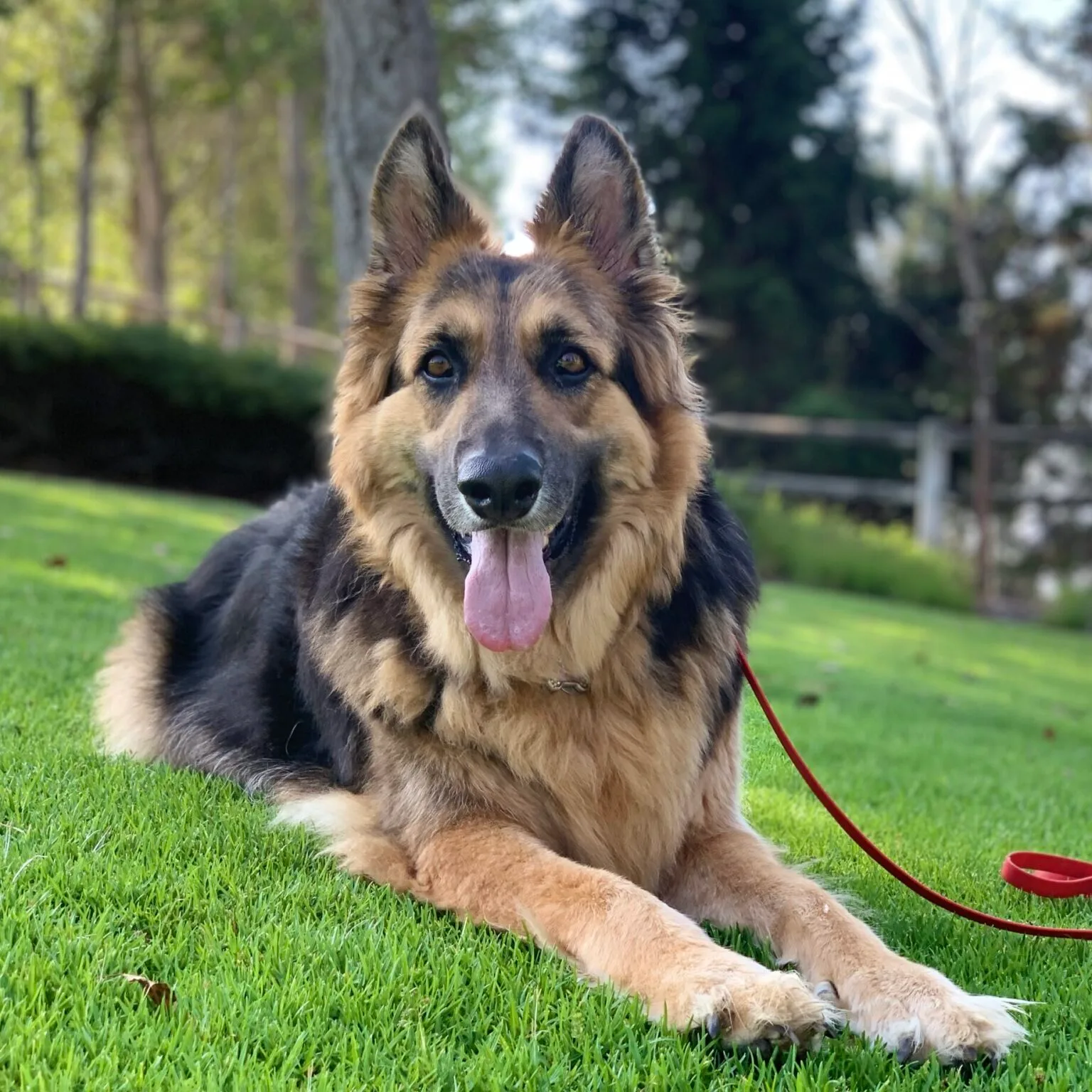 Basic Obedience							
						
													
								For dogs over 16 weeks old
							
						
						
													
										
			
				
					Read More