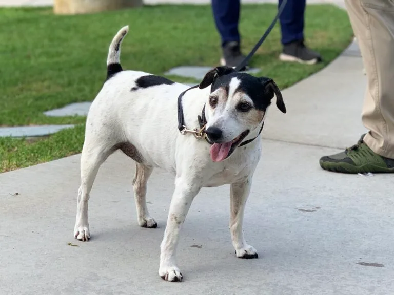 Kindred Spirits helps dog owners in training their pets to become well-behaved, happy, and wonderful companions. We provide owners with insights into their dog’s behavior and advice for effective communication. By offering the guidance and reinforcement dogs need, we aim to build strong habits and ultimately enhance the bond between dogs and their owners.