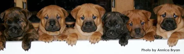 pet selection and preparation
                        
                        Are you thinking about bringing a new puppy or adult dog into your family?  Whether this will be your first dog or you are adding to your existing pack, we can help!  We will help you choose a dog that fits your family and lifestyle.  Contact us to make an appointment or for more information.