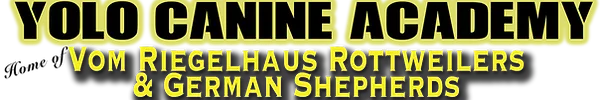 Yolo Canine Header-04.png