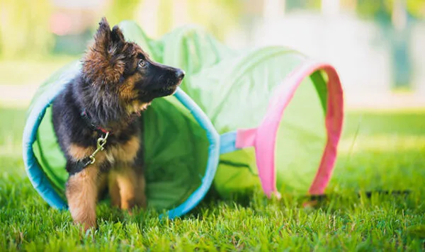 The best start for yournew best friendThe gold-standard training choice for discerning puppy parents in Marin County, California. Our training school takes the stress out of puppy raising, leaving you with more time to enjoy your new companion.
The best start for
your new best friendThe gold-standard training choice for discerning puppy parents in Marin County, California. Our training school takes the stress out of puppy raising, leaving you with more time to enjoy your new companion.

Remember your favorite high school teacher, the one whose class you looked forward to, the one you actually learned from? That’s Allyson, except with dogs
DAN S., CORTE MADERAOur
ApproachHome away from homePuppies are cared for in the home of an experienced trainer. They play, learn and rest in a perfect puppy haven, with access to a secure and lush outdoor space.
We’re a school, not a daycareWe don’t just supervise your puppy. We train, socialize and nurture. Our active approach turns your puppy into a delightful and well-mannered adult dog.
Trusted expertisePuppy trainer Ally has supported thousands of humans and puppies, and is sought after for her patient, fun and effective approach. From housetraining,
biting and chewing, to basic manners – she’s tackled it all.
Meet AllyOur
ServicesPuppy day schoolOur day school allows your puppy to learn in a safe and positive environment, while you enjoy relief from the stress and exhaustion of 24/7 puppy raising. Fast track your way to a wonderful canine companion with our range of puppy training packages
Find the right fitJump start consultationAbout to bring your new puppy home? Wondering if puppy day school is the right option? Our jump start consultations set you up for success. This is your chance to talk through and troubleshoot puppy care options, from addressing common behaviors to setting up your home before puppy even comes through the door.
Jump Start With UsTrusted for
over 25 years“Ally’s Puppy Day School saved our sanity! As first-time puppy owners, we were completely overwhelmed with housetraining, sleeping schedules and basic good behaviors. We didn’t know where to start. Ally was recommended to us by a friend and she honestly changed the course of our life with Grover. She taught Grover so much – from house training to basic commands, and she socialized him by exposing him to the other puppies in his program as well as her own dogs. He learned how to play with dogs of all sizes and ages and he has been a well-behaved (for the most part?), very social little guy ever since. I can’t recommend Ally highly enough. She is wonderful!”JULIE S., TIBURONReady to enroll?CALL
EMAIL
GET IN TOUCHcontact form

CALL
EMAIL
GET IN TOUCHcontact form