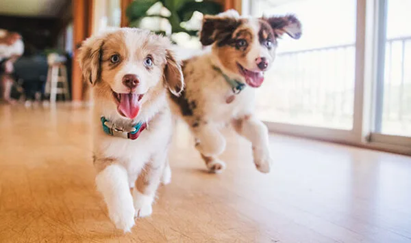 The best start for yournew best friendThe gold-standard training choice for discerning puppy parents in Marin County, California. Our training school takes the stress out of puppy raising, leaving you with more time to enjoy your new companion.
The best start for
your new best friendThe gold-standard training choice for discerning puppy parents in Marin County, California. Our training school takes the stress out of puppy raising, leaving you with more time to enjoy your new companion.

Remember your favorite high school teacher, the one whose class you looked forward to, the one you actually learned from? That’s Allyson, except with dogs
DAN S., CORTE MADERAOur
ApproachHome away from homePuppies are cared for in the home of an experienced trainer. They play, learn and rest in a perfect puppy haven, with access to a secure and lush outdoor space.
We’re a school, not a daycareWe don’t just supervise your puppy. We train, socialize and nurture. Our active approach turns your puppy into a delightful and well-mannered adult dog.
Trusted expertisePuppy trainer Ally has supported thousands of humans and puppies, and is sought after for her patient, fun and effective approach. From housetraining,
biting and chewing, to basic manners – she’s tackled it all.
Meet AllyOur
ServicesPuppy day schoolOur day school allows your puppy to learn in a safe and positive environment, while you enjoy relief from the stress and exhaustion of 24/7 puppy raising. Fast track your way to a wonderful canine companion with our range of puppy training packages
Find the right fitJump start consultationAbout to bring your new puppy home? Wondering if puppy day school is the right option? Our jump start consultations set you up for success. This is your chance to talk through and troubleshoot puppy care options, from addressing common behaviors to setting up your home before puppy even comes through the door.
Jump Start With UsTrusted for
over 25 years“Ally’s Puppy Day School saved our sanity! As first-time puppy owners, we were completely overwhelmed with housetraining, sleeping schedules and basic good behaviors. We didn’t know where to start. Ally was recommended to us by a friend and she honestly changed the course of our life with Grover. She taught Grover so much – from house training to basic commands, and she socialized him by exposing him to the other puppies in his program as well as her own dogs. He learned how to play with dogs of all sizes and ages and he has been a well-behaved (for the most part?), very social little guy ever since. I can’t recommend Ally highly enough. She is wonderful!”JULIE S., TIBURONReady to enroll?CALL
EMAIL
GET IN TOUCHcontact form

CALL
EMAIL
GET IN TOUCHcontact form