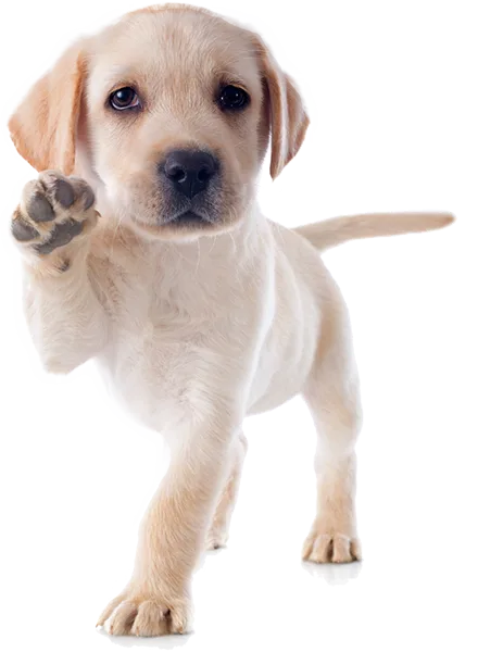 The best start for yournew best friendThe gold-standard training choice for discerning puppy parents in Marin County, California. Our training school takes the stress out of puppy raising, leaving you with more time to enjoy your new companion.
The best start for
your new best friendThe gold-standard training choice for discerning puppy parents in Marin County, California. Our training school takes the stress out of puppy raising, leaving you with more time to enjoy your new companion.

Remember your favorite high school teacher, the one whose class you looked forward to, the one you actually learned from? That’s Allyson, except with dogs
DAN S., CORTE MADERAOur
ApproachHome away from homePuppies are cared for in the home of an experienced trainer. They play, learn and rest in a perfect puppy haven, with access to a secure and lush outdoor space.
We’re a school, not a daycareWe don’t just supervise your puppy. We train, socialize and nurture. Our active approach turns your puppy into a delightful and well-mannered adult dog.
Trusted expertisePuppy trainer Ally has supported thousands of humans and puppies, and is sought after for her patient, fun and effective approach. From housetraining,
biting and chewing, to basic manners – she’s tackled it all.
Meet AllyOur
ServicesPuppy day schoolOur day school allows your puppy to learn in a safe and positive environment, while you enjoy relief from the stress and exhaustion of 24/7 puppy raising. Fast track your way to a wonderful canine companion with our range of puppy training packages
Find the right fitJump start consultationAbout to bring your new puppy home? Wondering if puppy day school is the right option? Our jump start consultations set you up for success. This is your chance to talk through and troubleshoot puppy care options, from addressing common behaviors to setting up your home before puppy even comes through the door.
Jump Start With UsTrusted for
over 25 years“Ally’s Puppy Day School saved our sanity! As first-time puppy owners, we were completely overwhelmed with housetraining, sleeping schedules and basic good behaviors. We didn’t know where to start. Ally was recommended to us by a friend and she honestly changed the course of our life with Grover. She taught Grover so much – from house training to basic commands, and she socialized him by exposing him to the other puppies in his program as well as her own dogs. He learned how to play with dogs of all sizes and ages and he has been a well-behaved (for the most part?), very social little guy ever since. I can’t recommend Ally highly enough. She is wonderful!”JULIE S., TIBURONReady to enroll?CALL
EMAIL
GET IN TOUCHcontact form

CALL
EMAIL
GET IN TOUCHcontact form