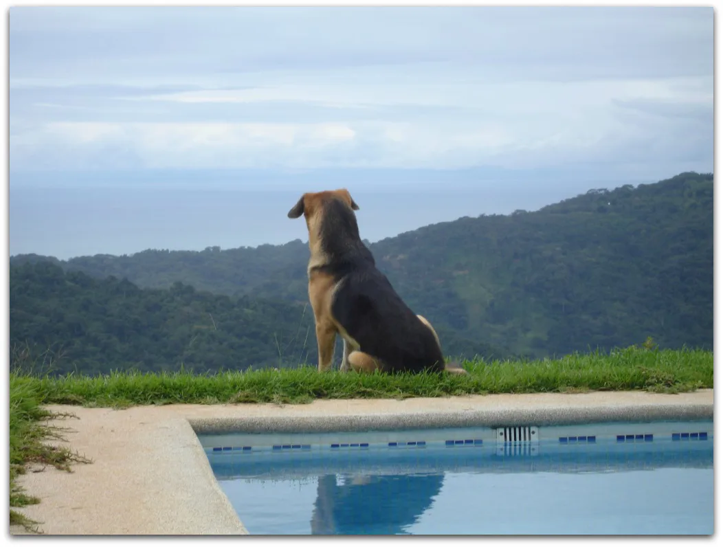 Kind To Canines was established in 1996.For the first five years Kind To Canines focused on helping clients strictly with obedience training. In 2001 Kind To Canines opened its own training facility expanding not only working with obedience, but also behavior modification and behavior problems in dogs.