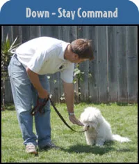 No matter what type of commands you use to position your dog, be consistent in using the same commands during every training session. For more tips <a href=