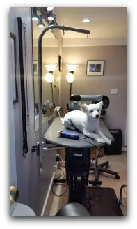 Let your dog be pampered while being groomed combined with a day of play at Kind To Canines, where the dogs can socialize together rather than being stuck in a crate all day.
 
 
 
 
 
 
 

 
 
We specialize in products that are primarily green and eco-friendly.
 
 
 
 

Tye Persing has been our certified groomer for over 10 years here at Kind To Canines.