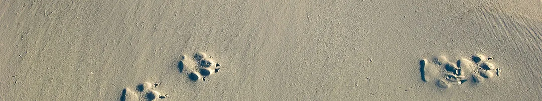 Paw Prints in Sand