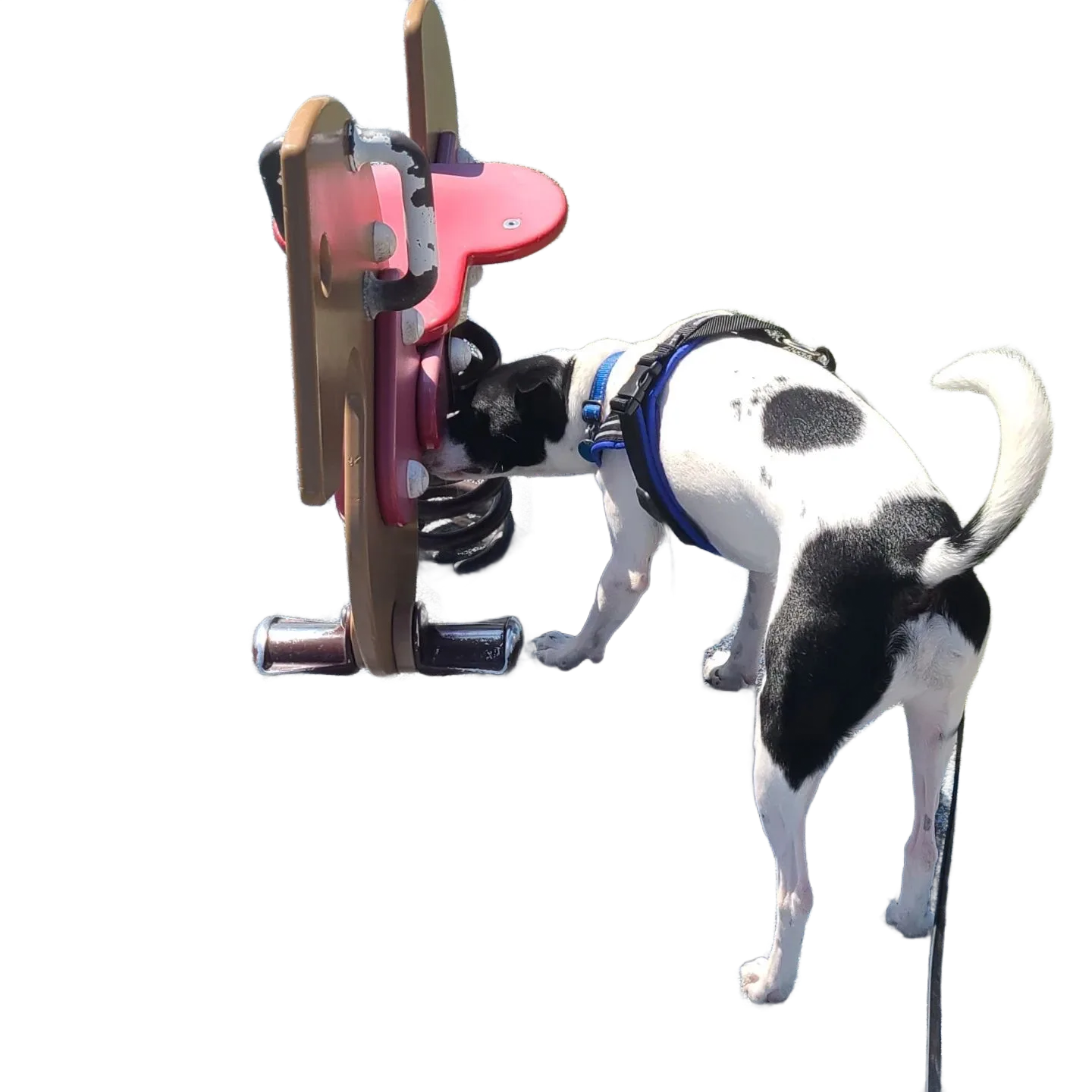 Expert dog training 
 
  
We offer a variety of training services including: Private lessons day training board and train puppy training nose workbasic obedience  Canine Good Citizen certification.   
Hosted in our clean, air-conditioned facility.  Experience our structured programs designed for real-world reliability, so you can be proud when going out on doggy dates.  
 
   Learn more