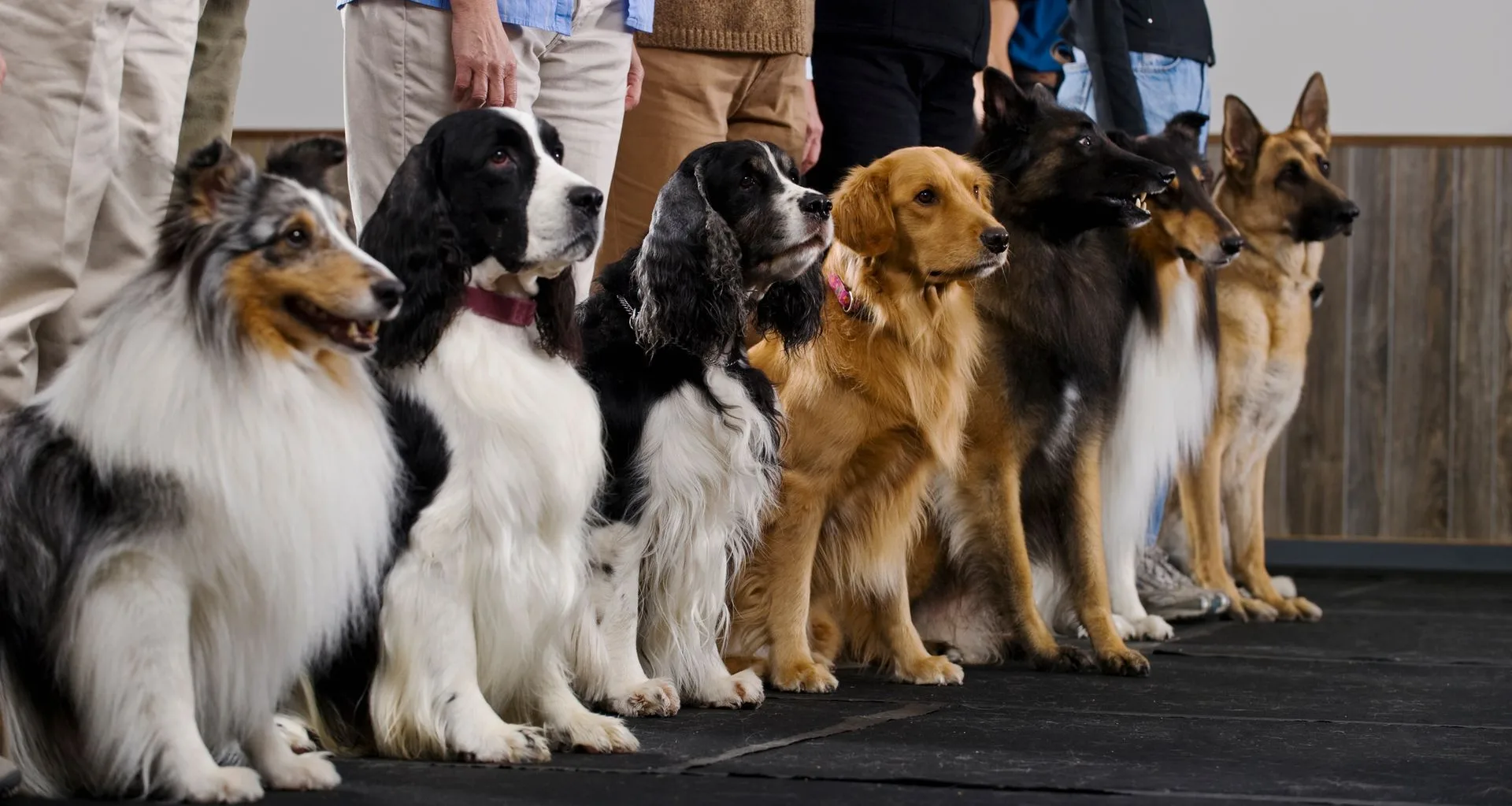 Expert Dog Training Programs in Murrieta, CA 
 
 If you’re searching for 
Expert Dog Training Programs in Murrieta, CA, you want results you can see at home, on walks, and in public. At Dynamite Dogs Training & Grooming, we provide structured, practical training that fits real life in Murrieta — whether that’s walking calmly around Harveston Lake, relaxing at Town Square Park, or greeting guests without chaos at the front door.Our programs focus on clear communication, consistent structure, and measurable progress. From puppy foundations to advanced obedience and Canine Good Citizen certification, we build training plans that match your dog’s temperament and your goals 
    
 
 Click to set an appointment or scroll to learn more
